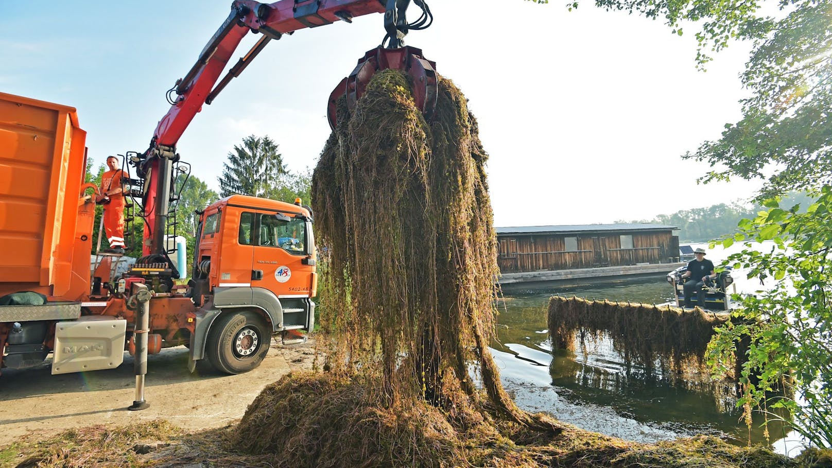 Tausende Tonnen Wasserpflanzen werden in Wien abgemäht.