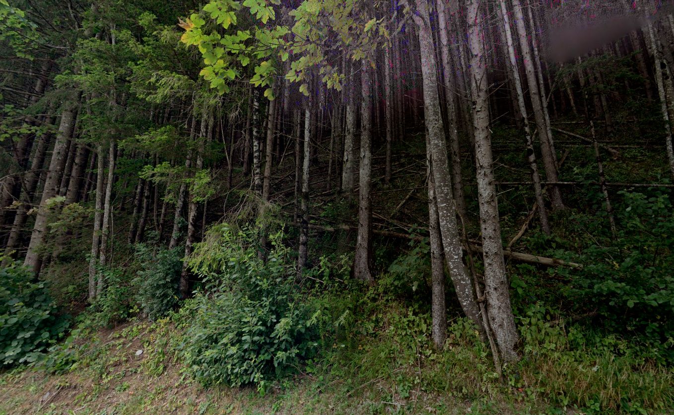 Blick von einer Straße in einen Wald in Altenberg an der Rax. 