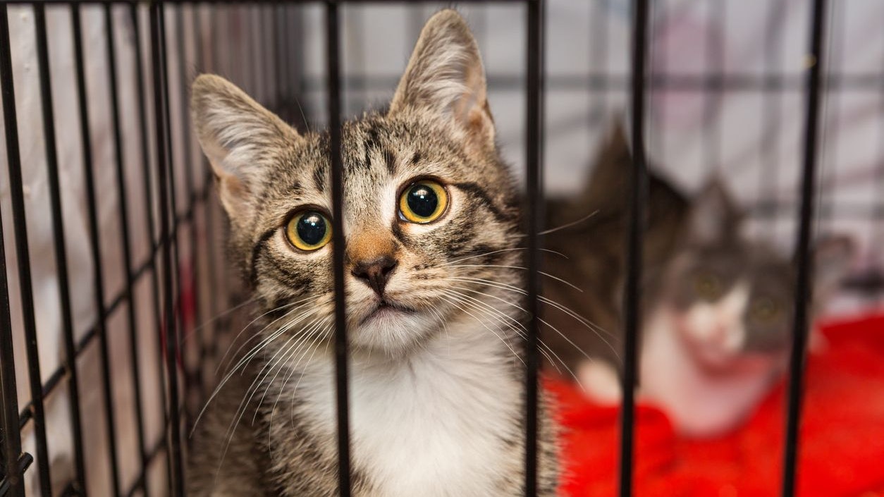 Little kittens in a cage of a shelter for homeless animals