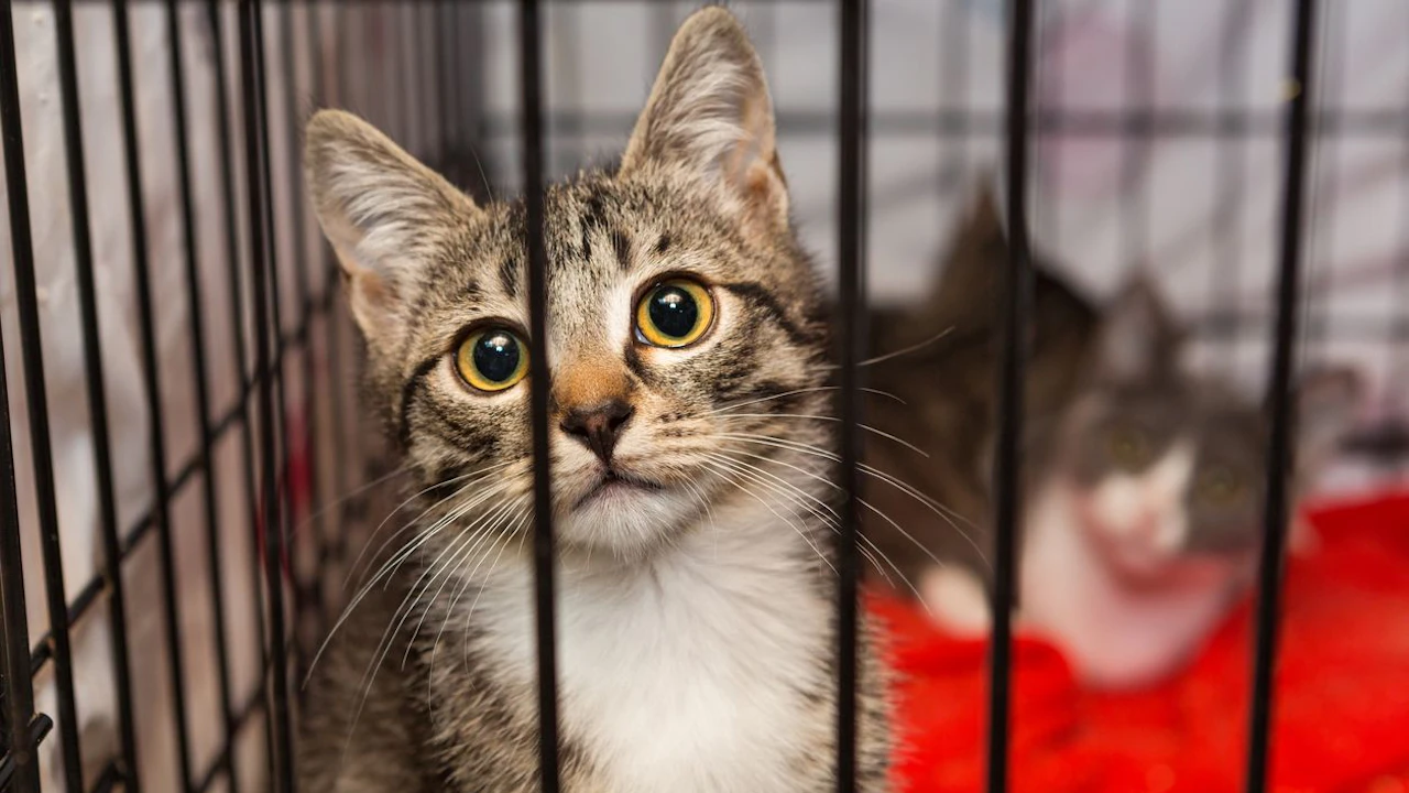 Heute.at - Polizei rettet über 1.000 Katzen vor dem Kochtopf