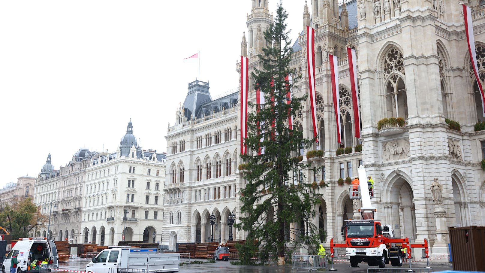 28 Meter hoch und 115 Jahre alt ist die Fichte, die heuer die Weihnachtszeit erleuchten wird.