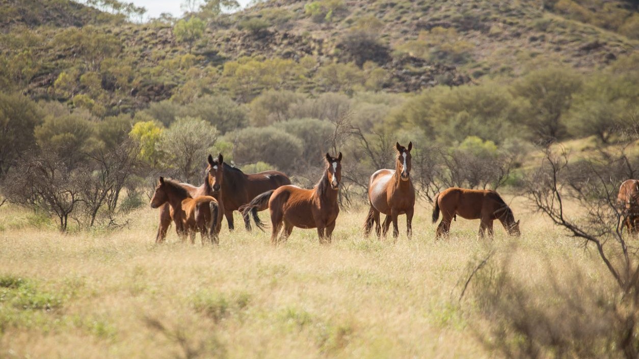 Die Population der Pferde ist zuletzt explodiert. (Symbolbild)