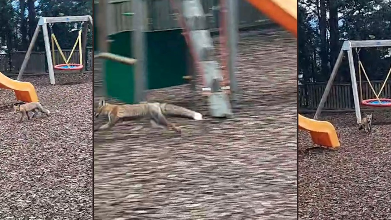 Heute.at - Papa aus Wien in Sorge: Fuchs tobt am Spielplatz herum