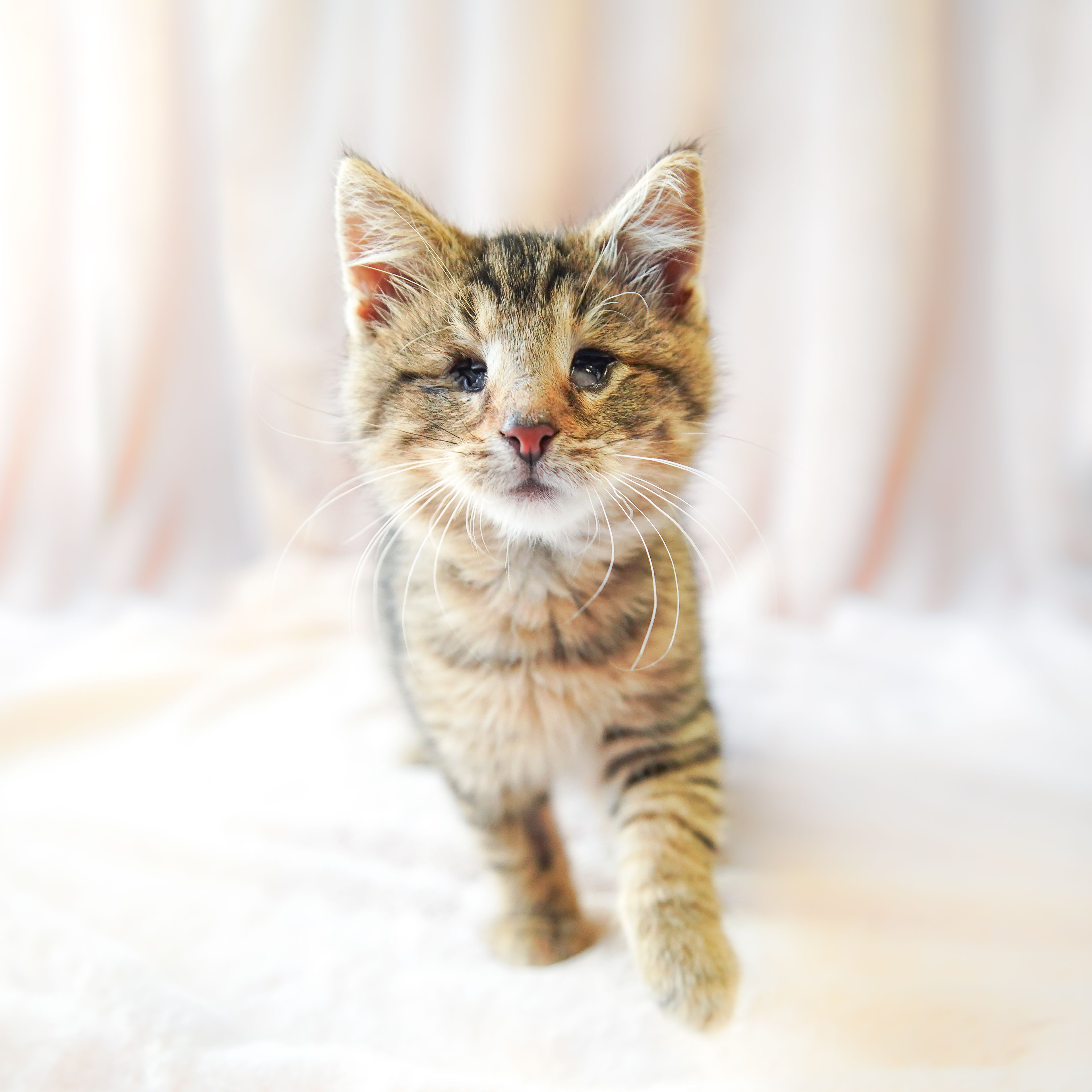 Paulchen wurde auf der Straße gefunden. Das TierQuarTier päppelt den blinden Kater nun auf.