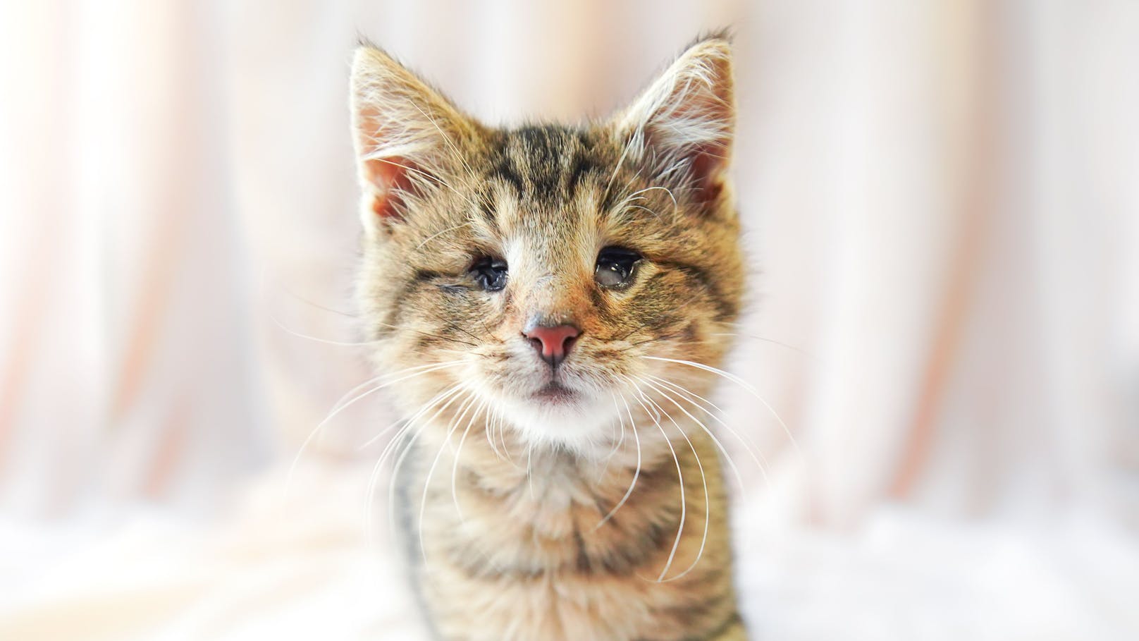 Spender bezahlen Augen-OP für blinden Kater Paulchen