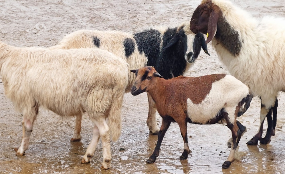 Die Pfotenhilfe Lochen (Bez. Braunau) kümmert sich um zahlreiche gequälte Nutztiere.