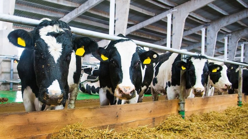 Ein 51-jähriger PKW-Lenker kam von der Fahrbahn ab und durchstieß die Holzfassade eines Kuhstalles (Symbolbild).