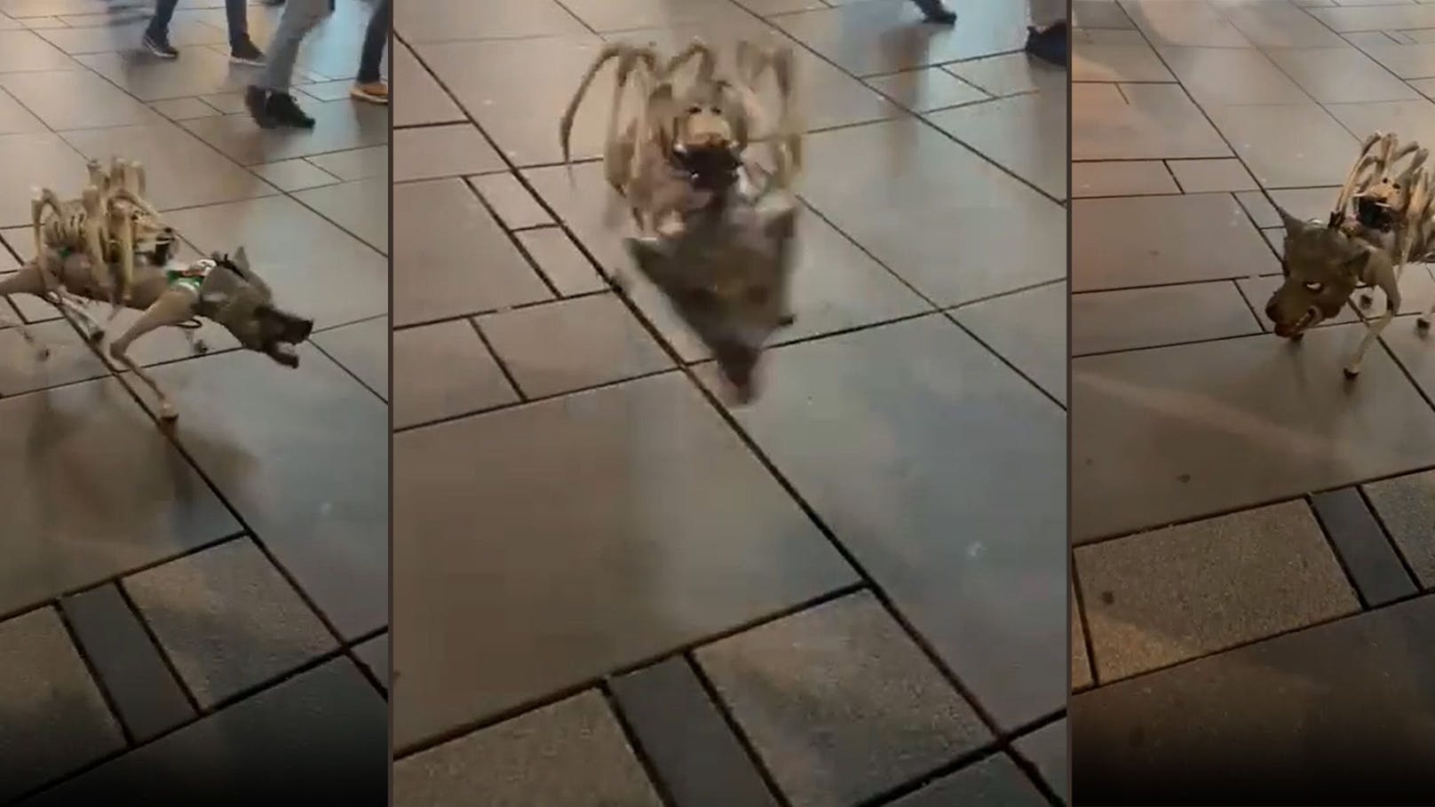 Halloween-Hund erschreckt Passanten auf Kärntner Straße