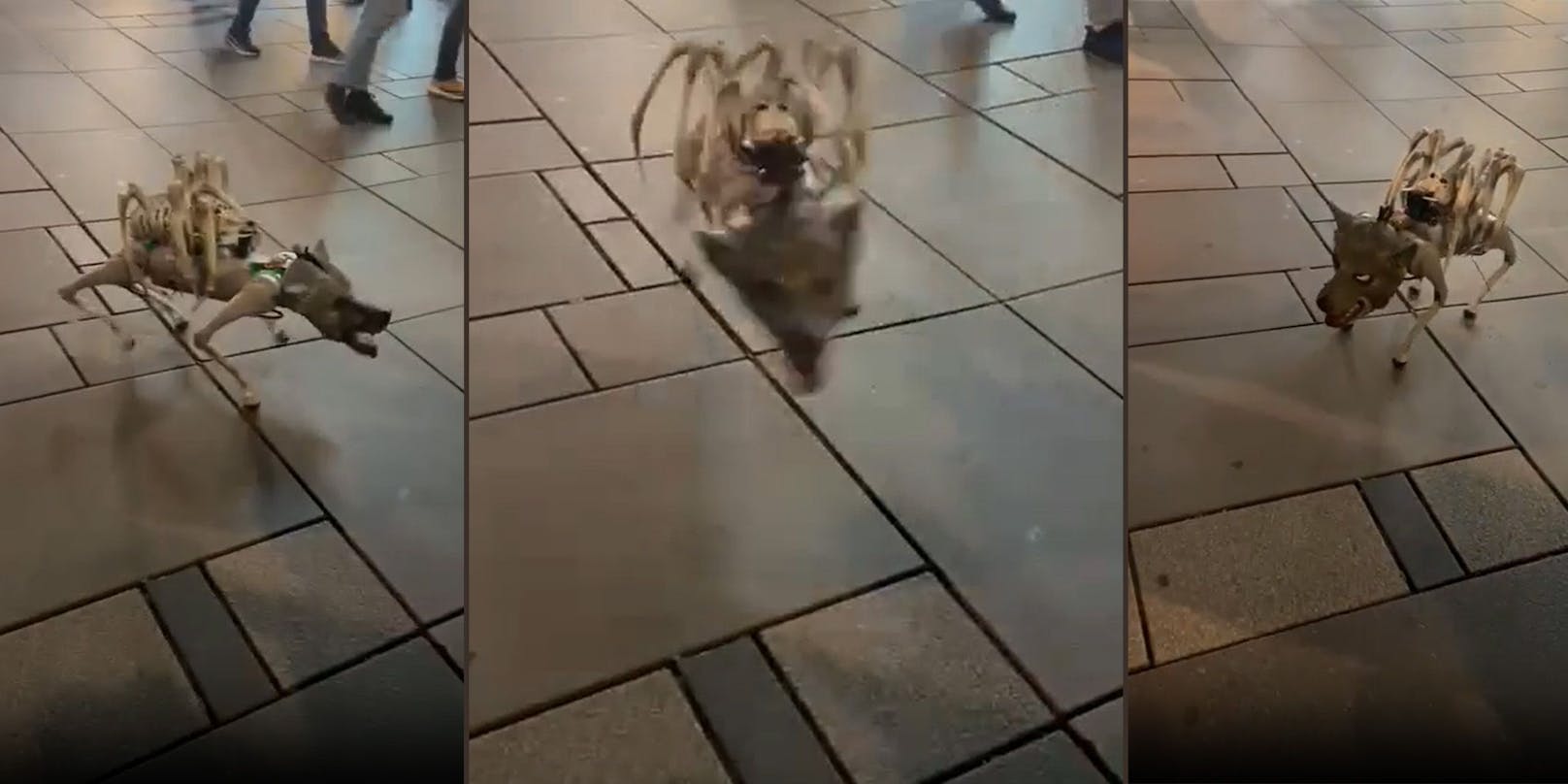 Halloween-Hund erschreckt Passanten auf Kärntner Straße