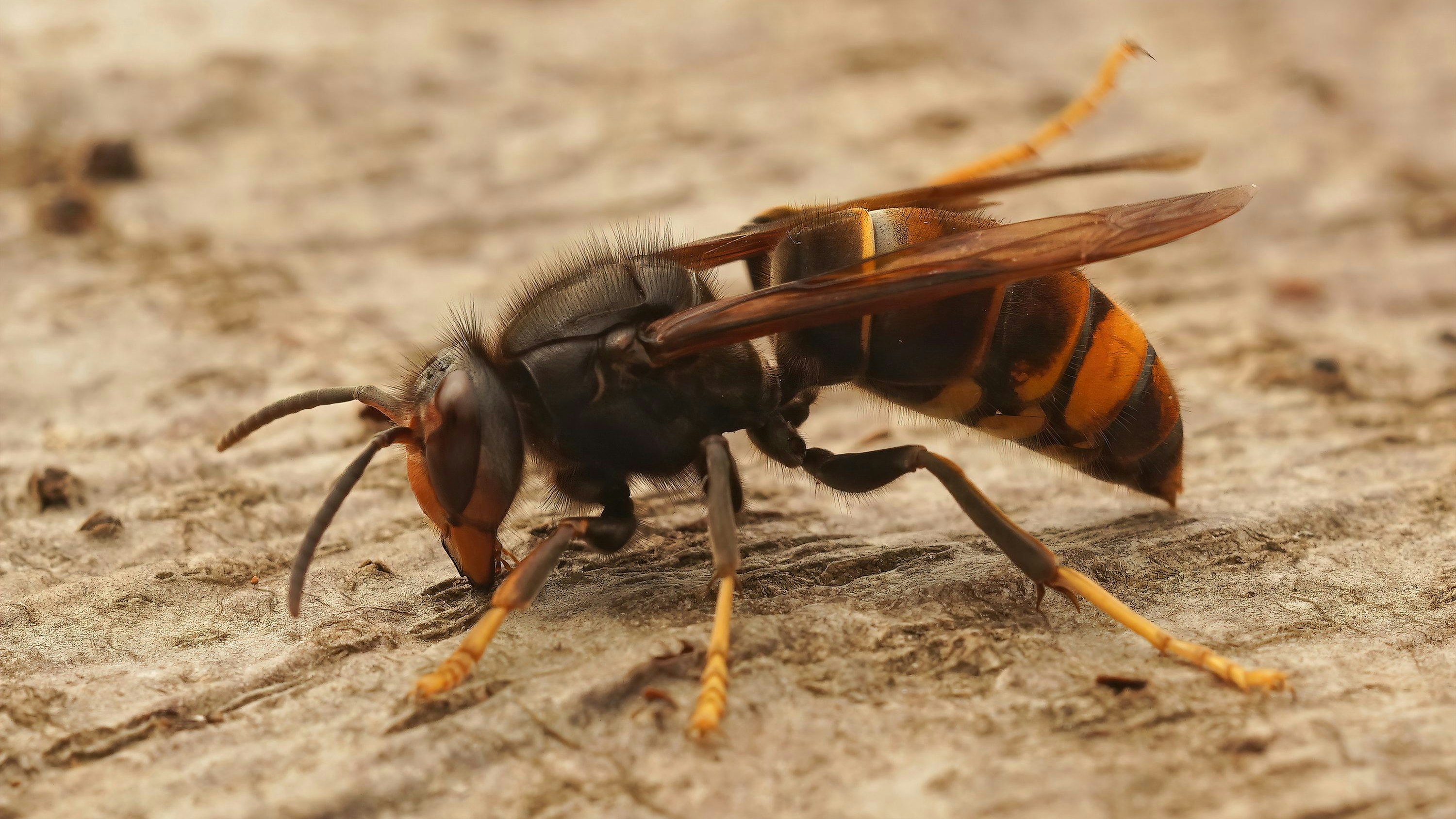 Die Orientalische Hornisse breitet sich in Rom aus.