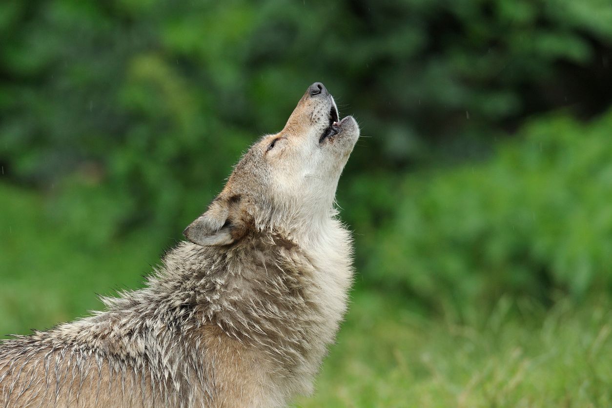 Der in Oberösterreich herumlaufende Wolf darf nun geschossen werden. (Symbolbild)