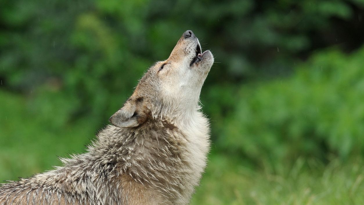 Howling gray wolf, Canis lupus, Germany, Europe