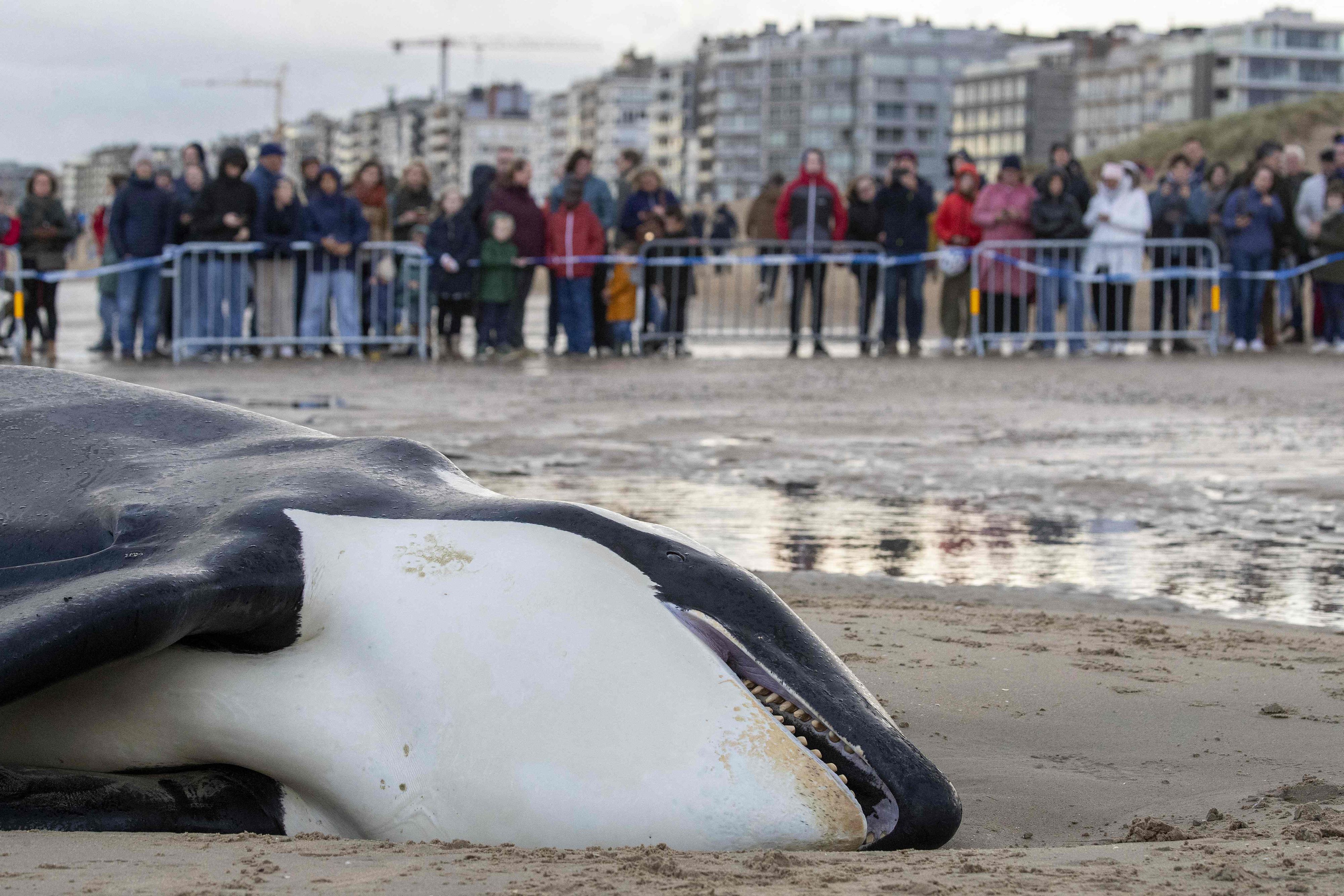 Am 29. Oktober verstarb ein Orca am Strand der belgischen Nordseeküste.