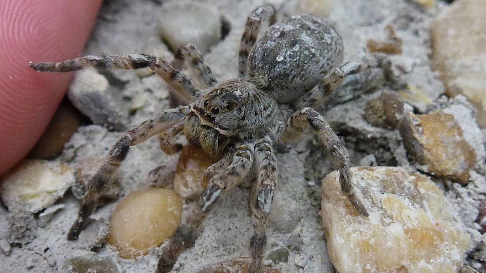 Spinnen-Schreck breitet sich rasant in Österreich aus