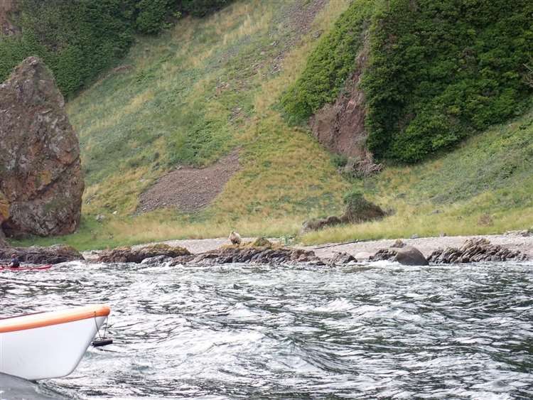 Einsamstes Schaf der Welt: Seit zwei Jahren ist ein Schaf an einem Küstenabschnitt in Schottland 