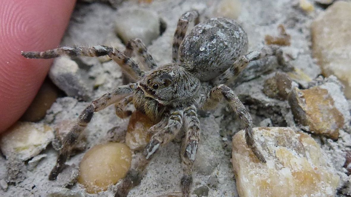 Südrussische Tarantel