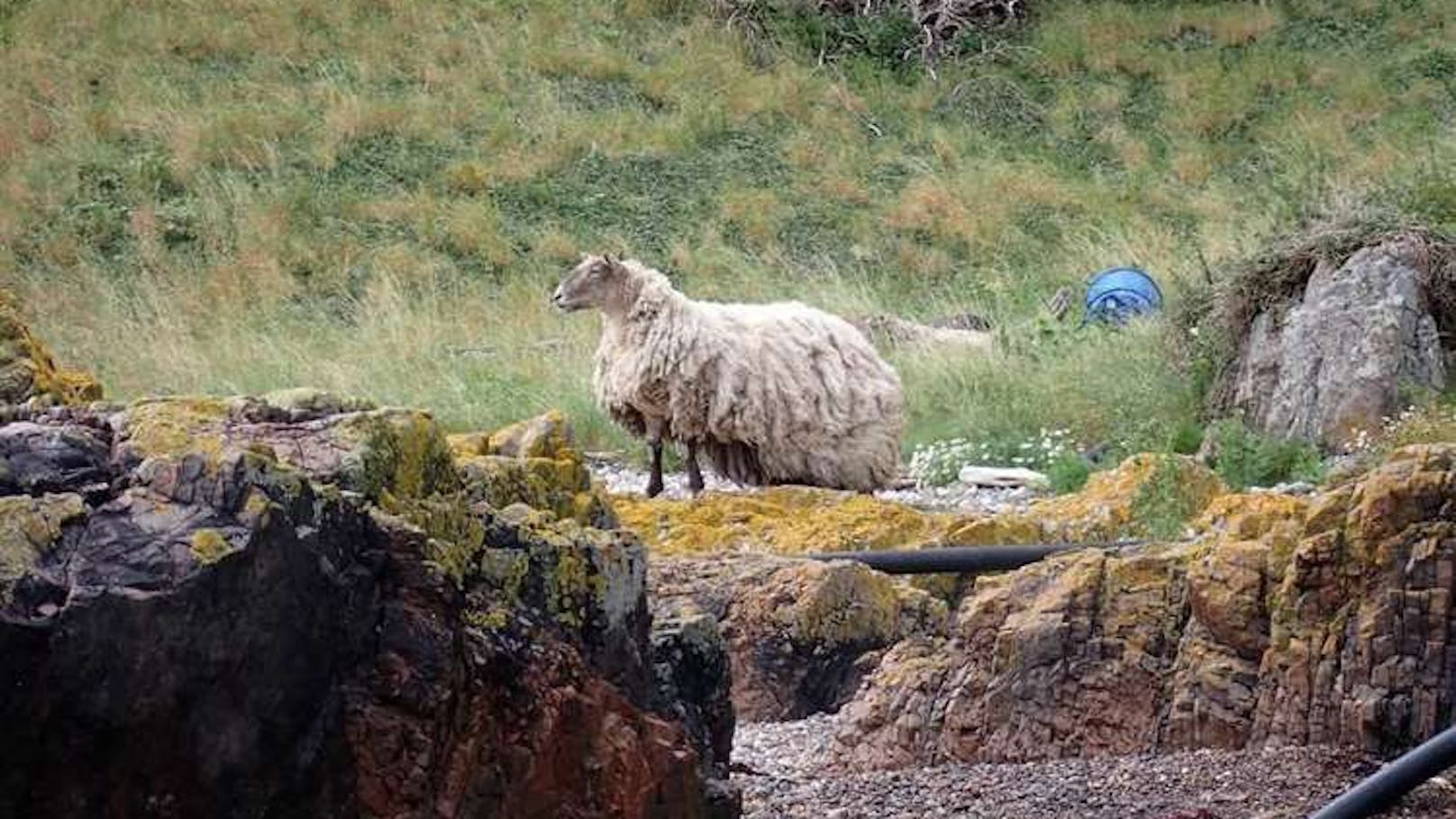 Einsames Schaf sitzt seit Jahren an Steilküste fest