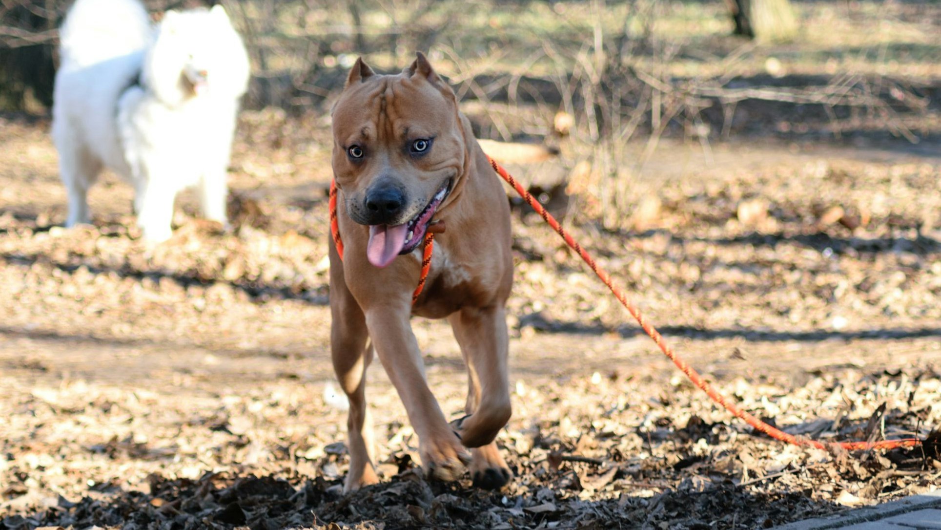 Der Steirer bot im Internet seine Dienste an: Er versuchte, "Problemhunde" mit Qual-Methoden zu brechen.