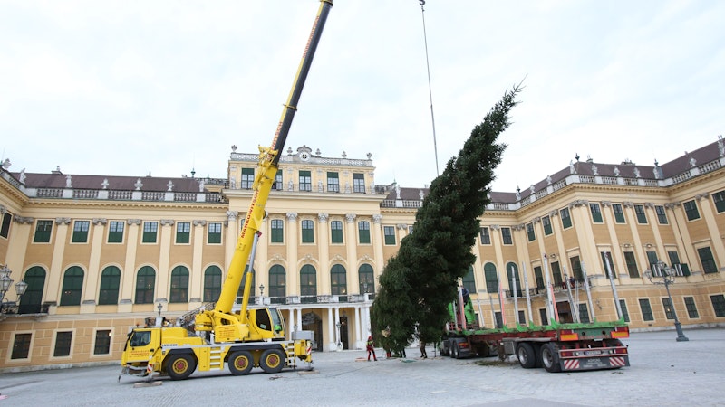 Die 18 Meter hohe Fichte wurde nun angeliefert und aufgestellt.