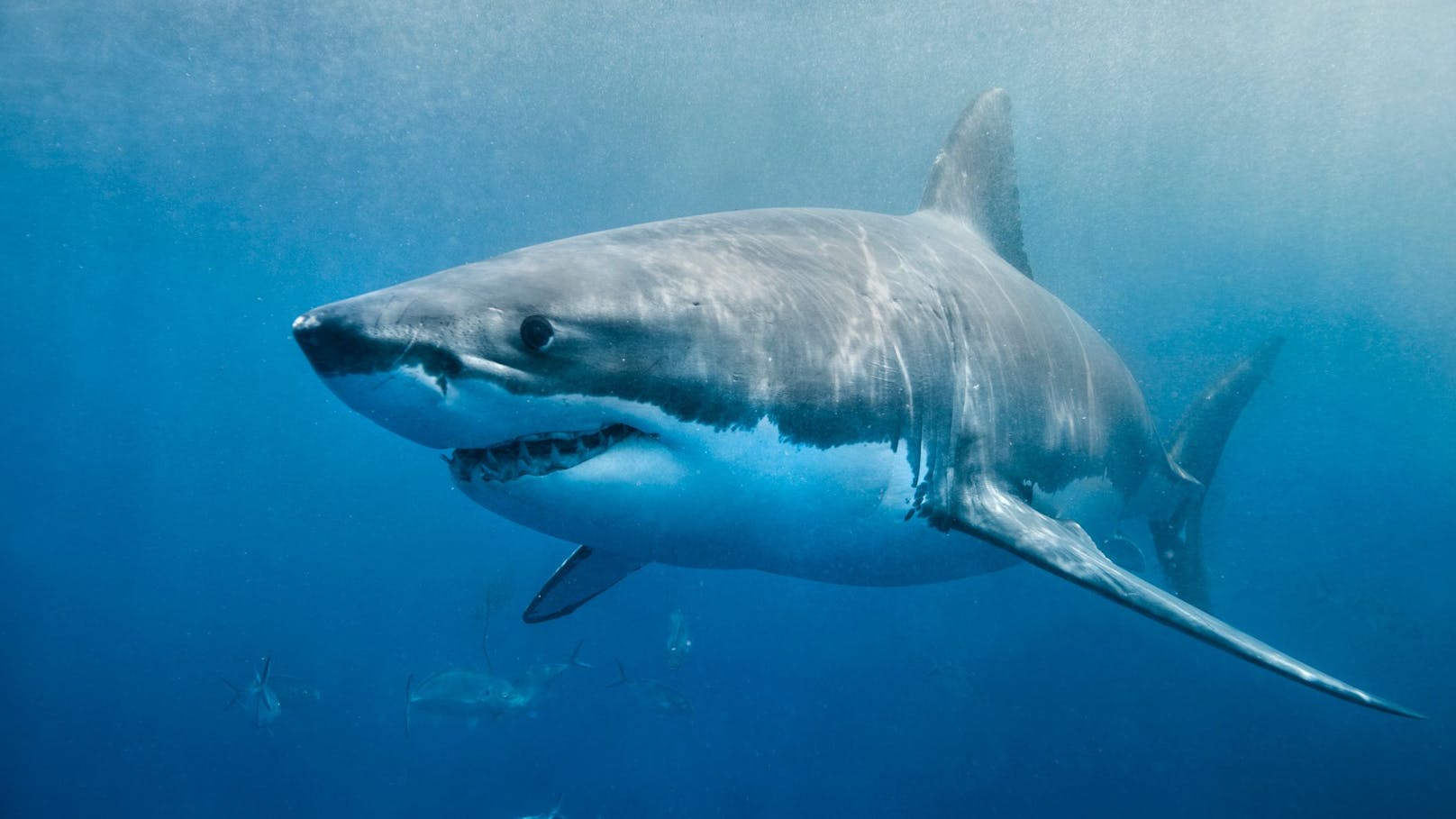 Deutsche Taucherin (47) von Hai angegriffen – vermisst