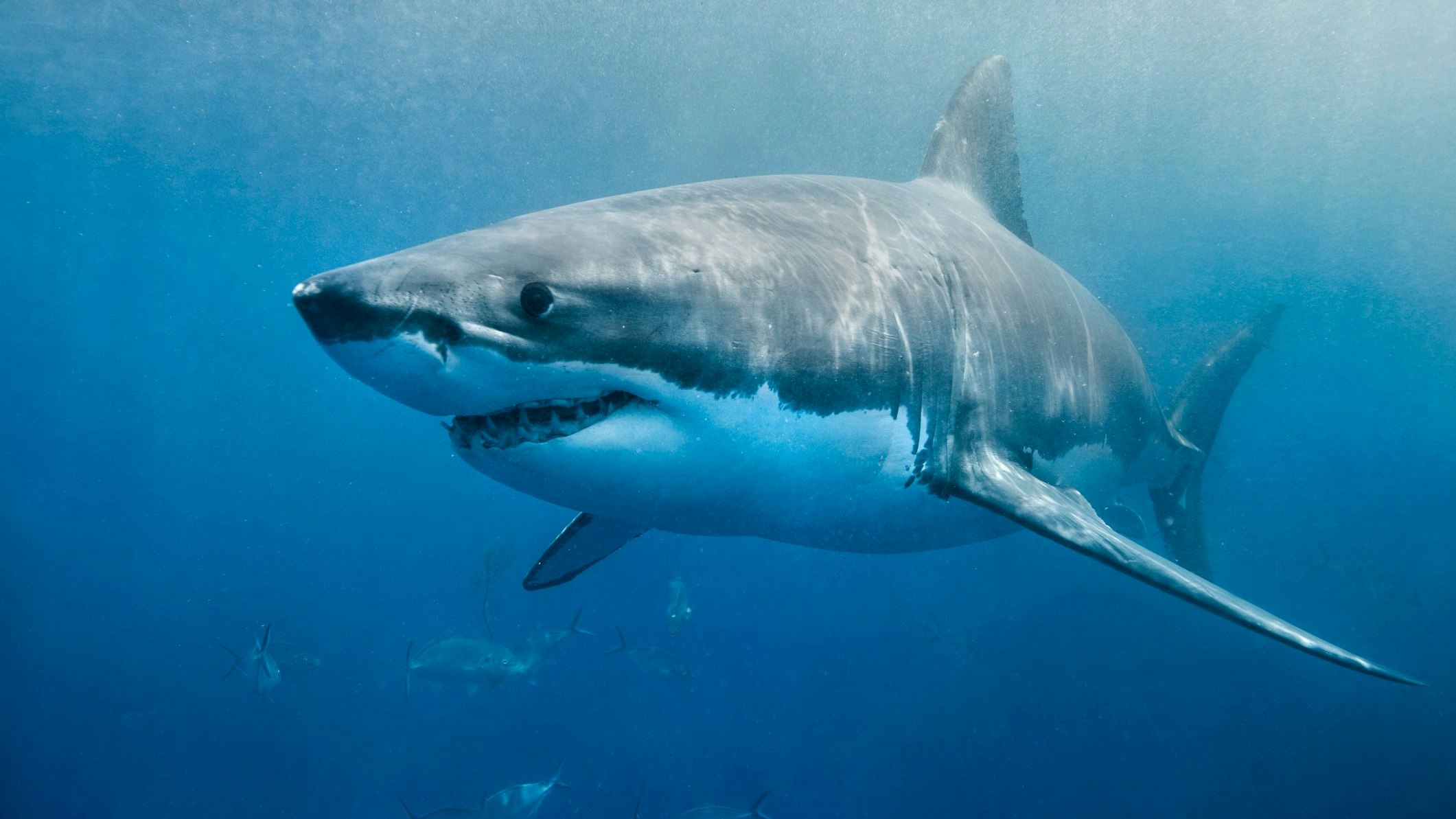 Die Küste Südaustraliens ist dafür bekannt, dass hier Weiße Haie leben.