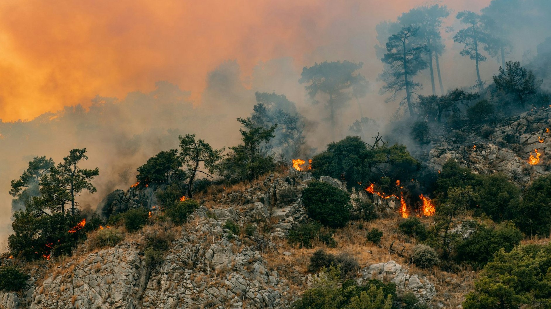 Huge Forest Fire in Red Pine Forests