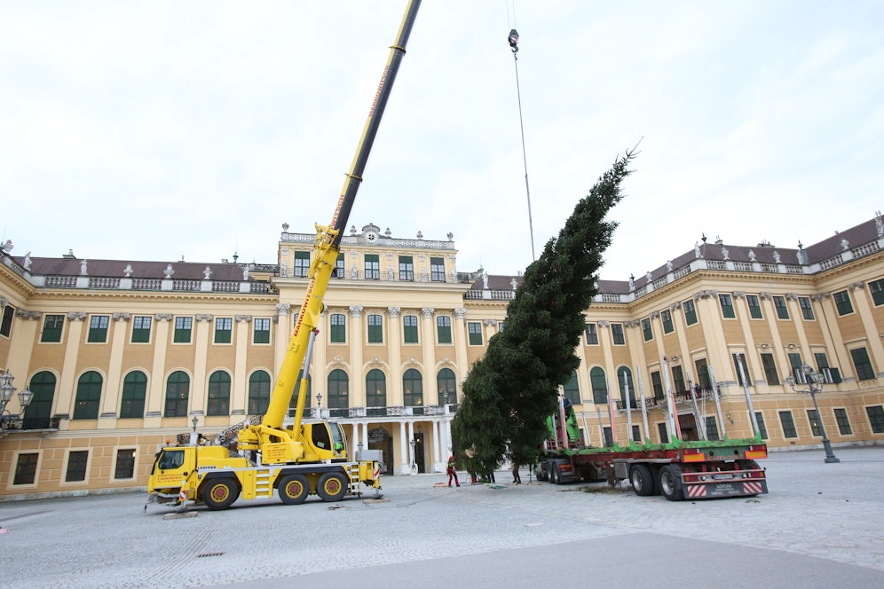 Kein einfaches Unterfangen: Die 18 Meter hohe Fichte kam aus dem Salzkammergut nach Wien und wurde direkt vor dem Schloss aufgestellt.