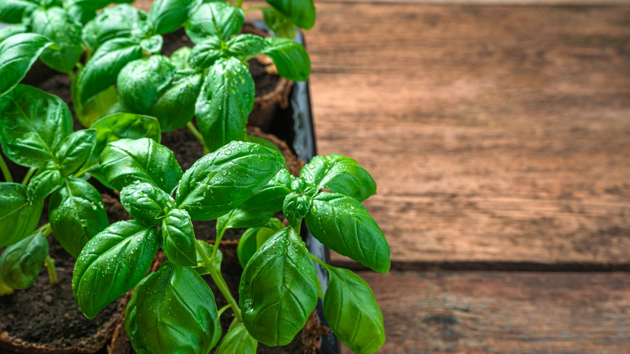 Basilikum verfeinert nicht nur viele Gerichte, sondern sieht auch hübsch aus – wenn er gedeiht.