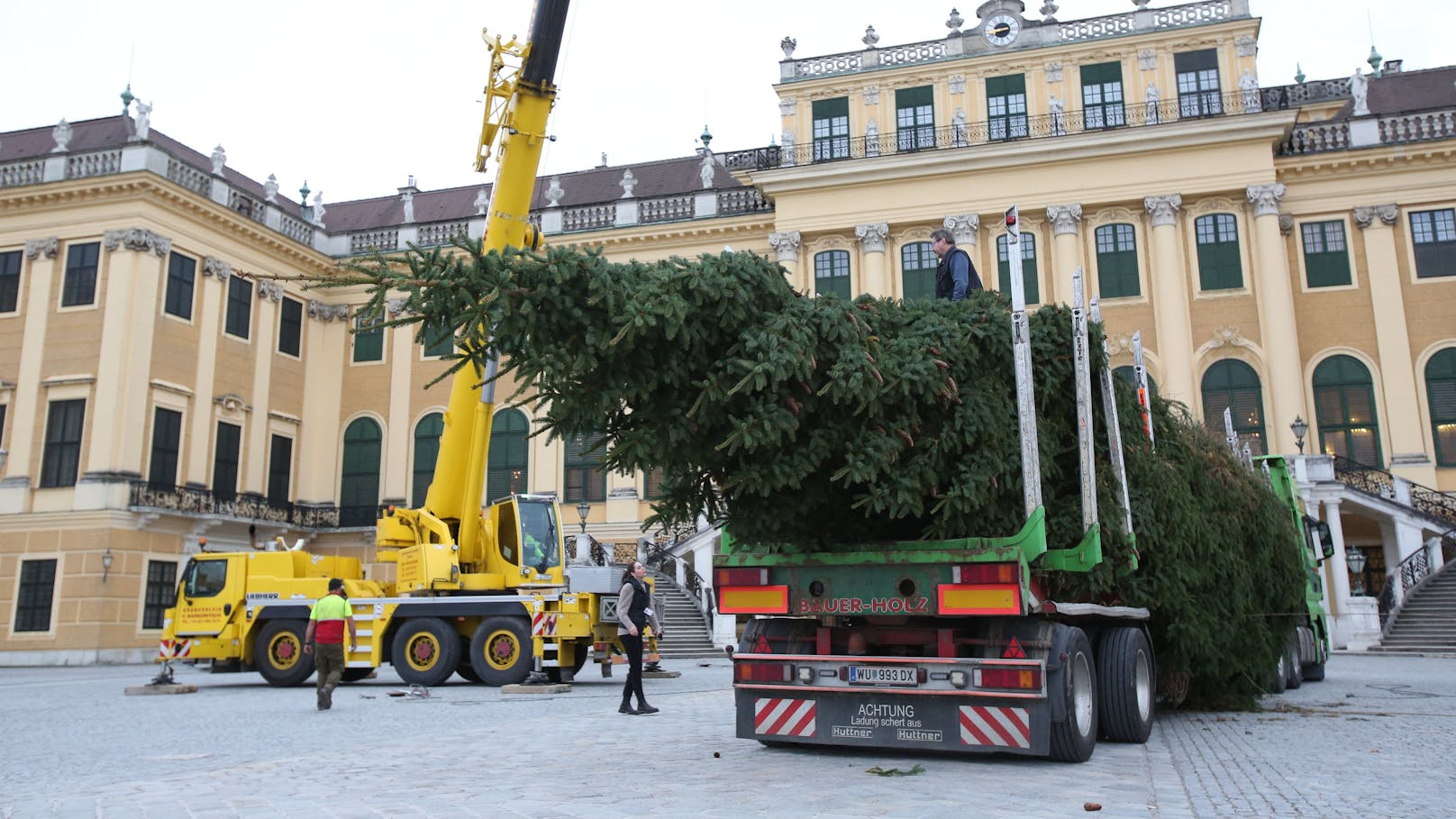 Der heurige Weihnachtsbaum kommt aus Gosau in Oberösterreich.