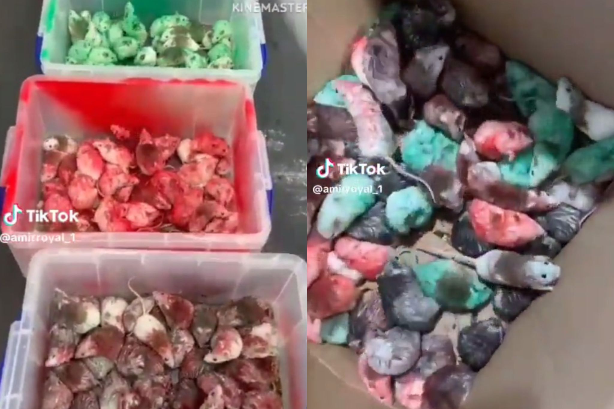 Pro-Palästina-Aktivisten haben einen Ratten-Anschlag auf einen McDonald's in Birmingham verübt.