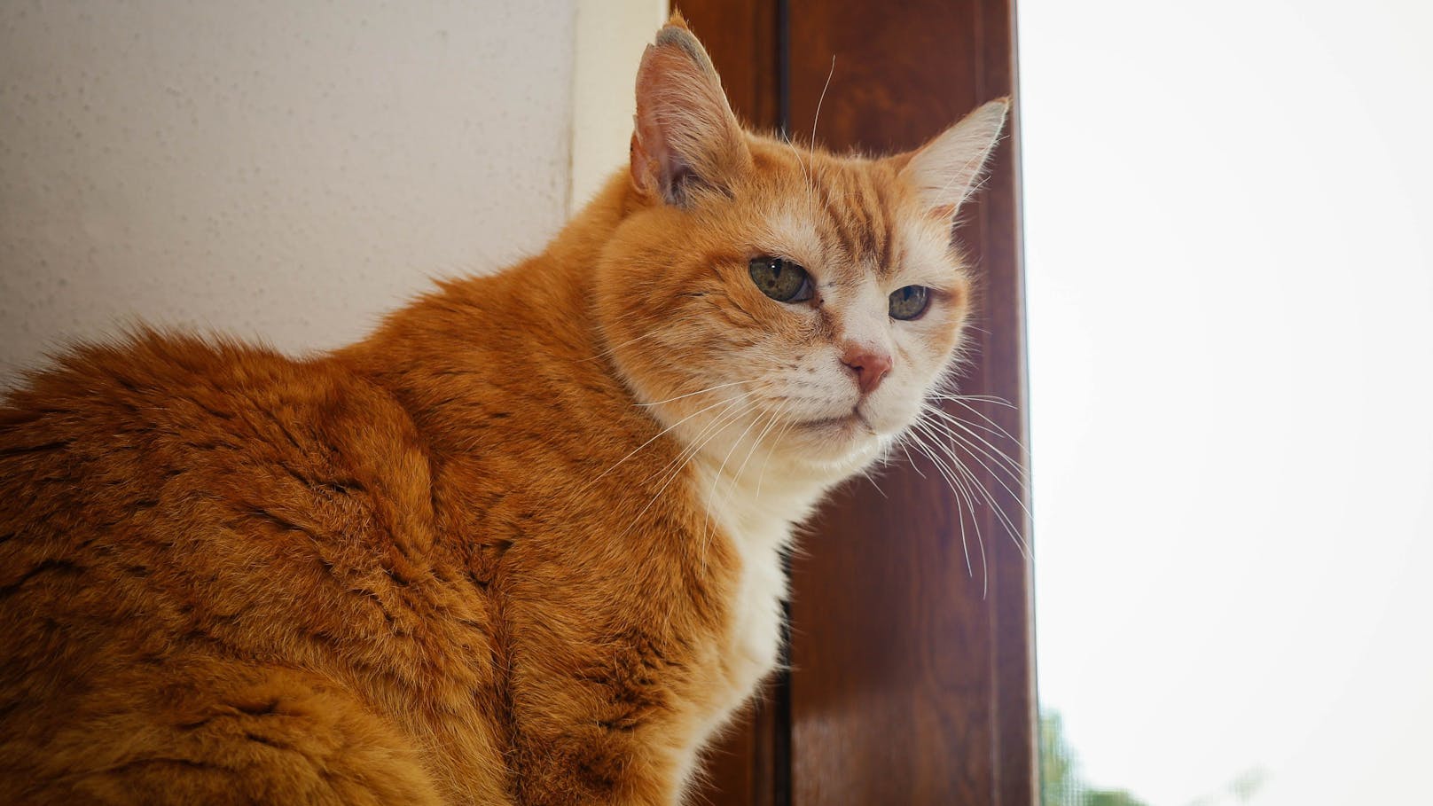 Besonders an Michi ist vor allem: Mit seinem biblischen Alter schlägt der miauende Vierbeiner sogar die laut Guinness-Buch der Rekorde älteste Katze der Welt mit 26 Jahren.