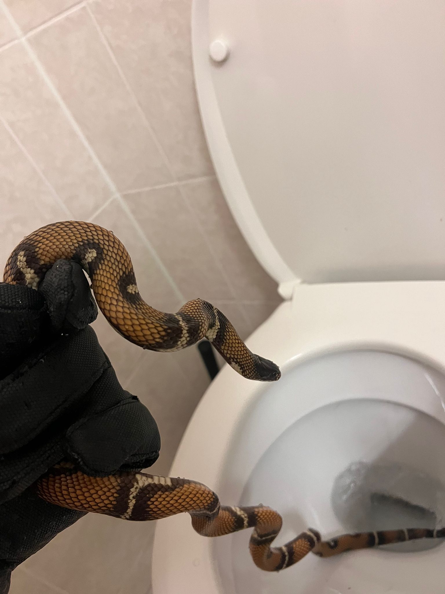 Das Tier versteckte sich in der Toilette eines Wiener Hotels.