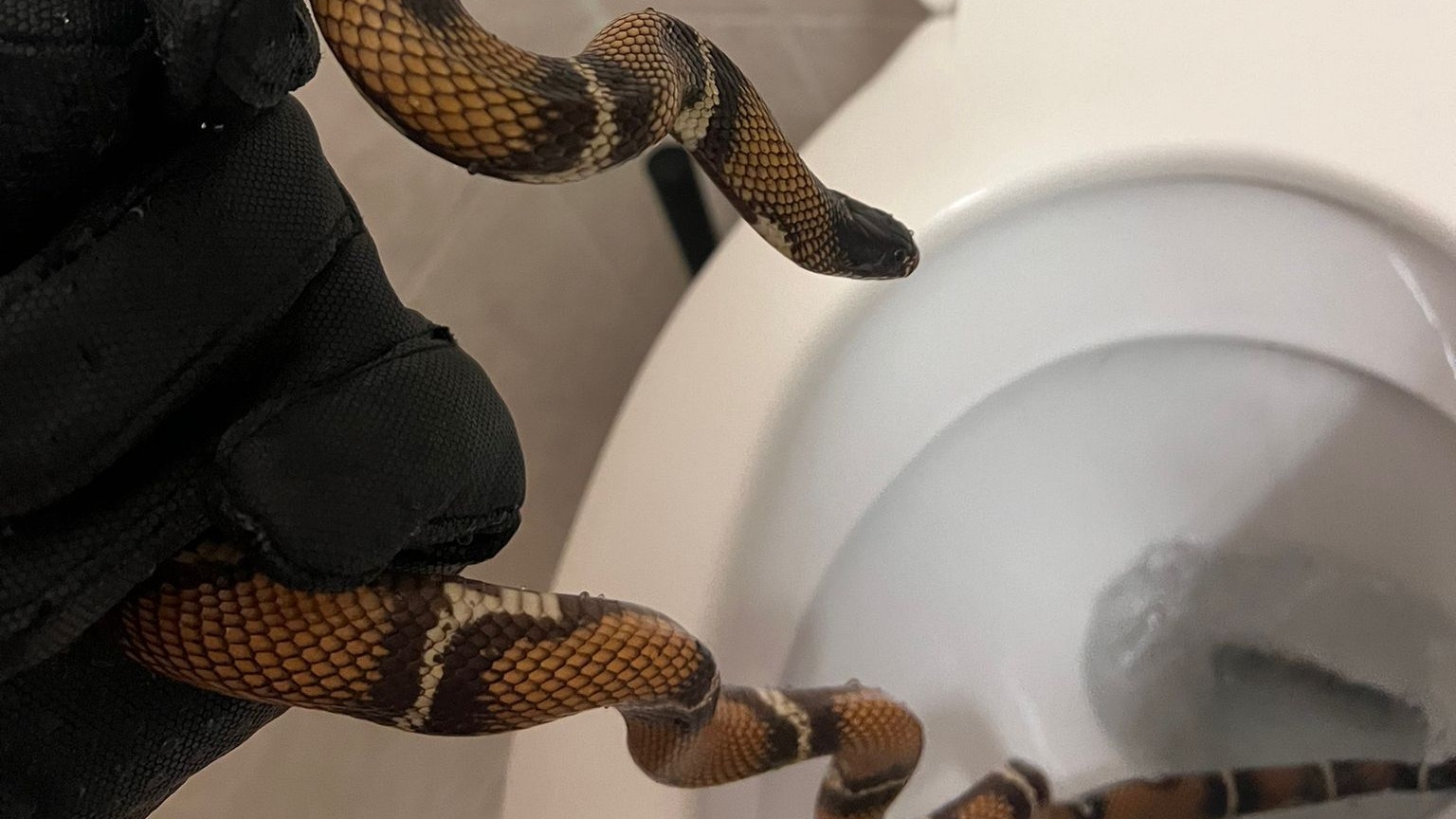 Das Tier versteckte sich in der Toilette eines Wiener Hotels.