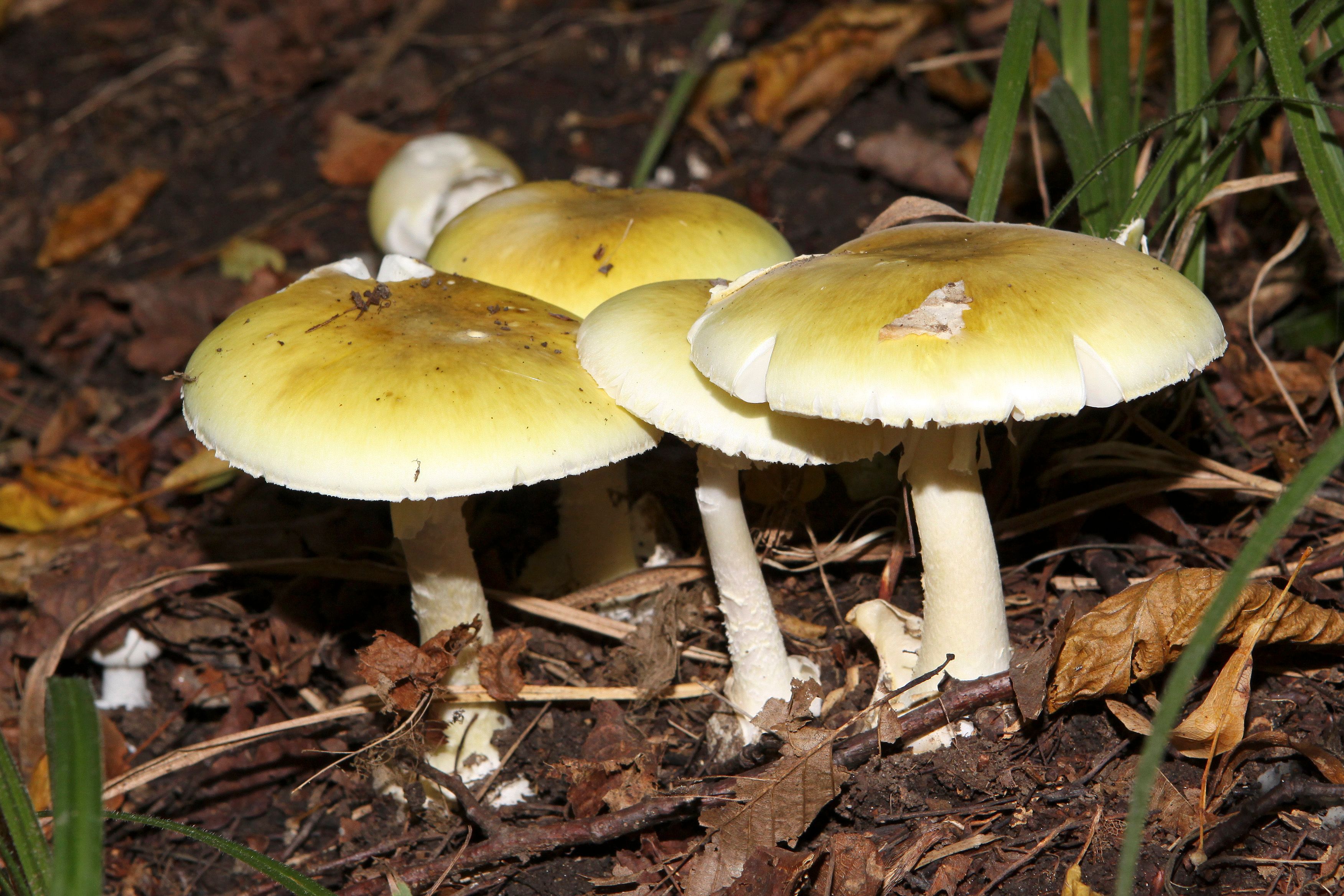 Forensische Untersuchungen ergaben, dass das Essen mit dem giftigen, grünen Knollenblätterpilz zubereitet wurde.