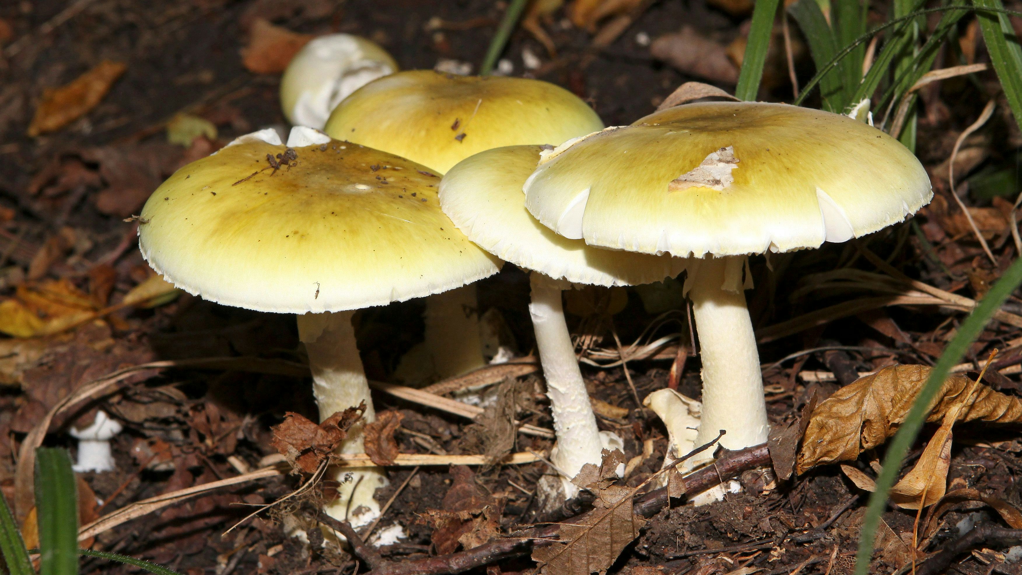 Forensische Untersuchungen ergaben, dass das Essen mit dem giftigen, grünen Knollenblätterpilz zubereitet wurde.
