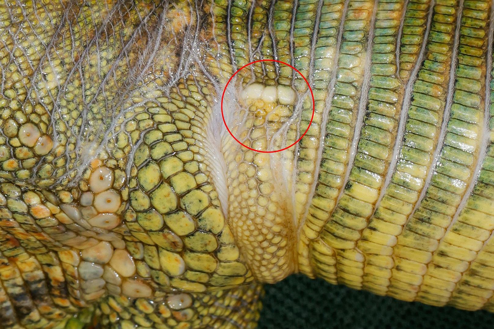 Dieses Foto zeigt das eindeutige Schuppenmuster eines Teju-Männchens.