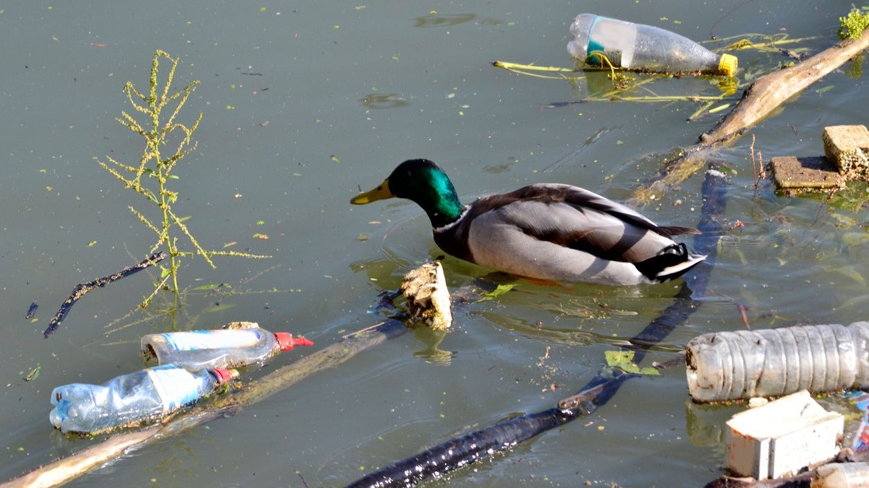 duck in a river full of trash