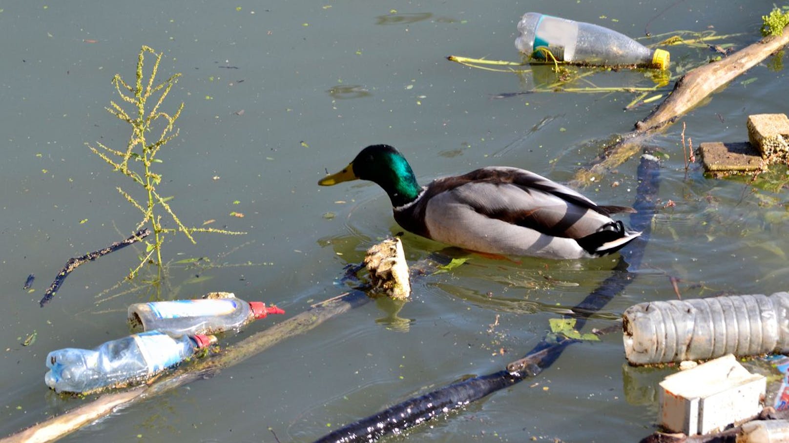 Plastikverschmutzung auch Gefahr für die Gesundheit