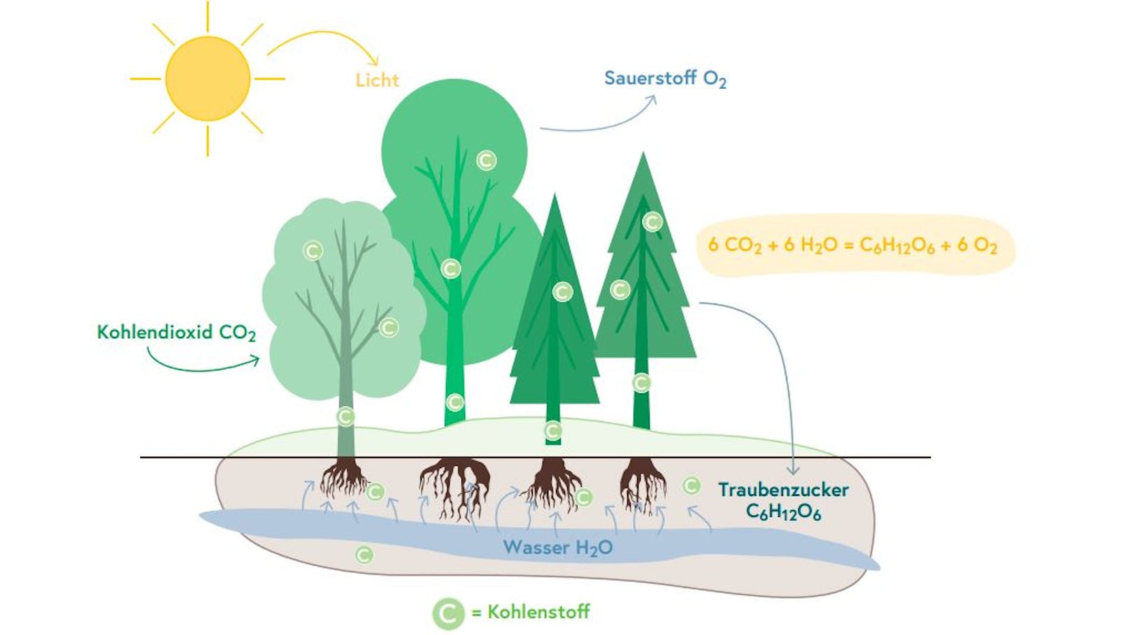 Bei der Photosynthese wird das Kohlenstoffatom C aus dem Kohlendioxid (CO2) heraus genommen und in Form von Traubenzucker (C6H12O6) in der Biomasse und im Boden eingelagert. Die beiden Sauerstoff-Atome (O2) werden wieder in die Atmosphäre freigesetzt.