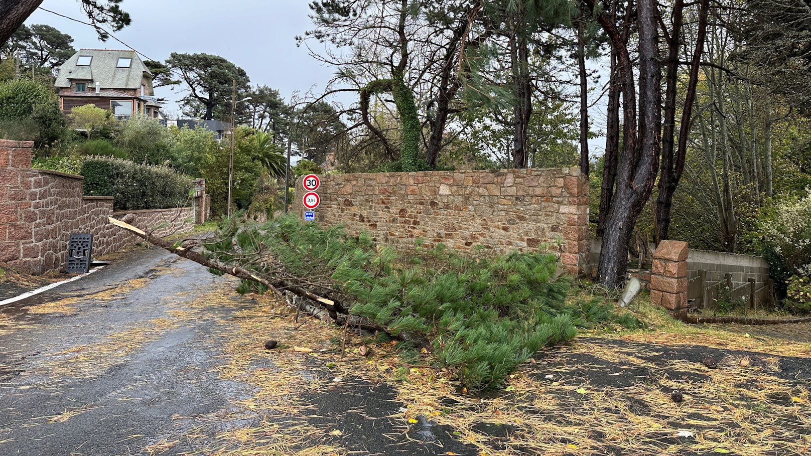 Orkan-Tief Ciarán verwüstet Frankreich: Umgestürzte Bäume in Perros-Guirec, Bretagne.