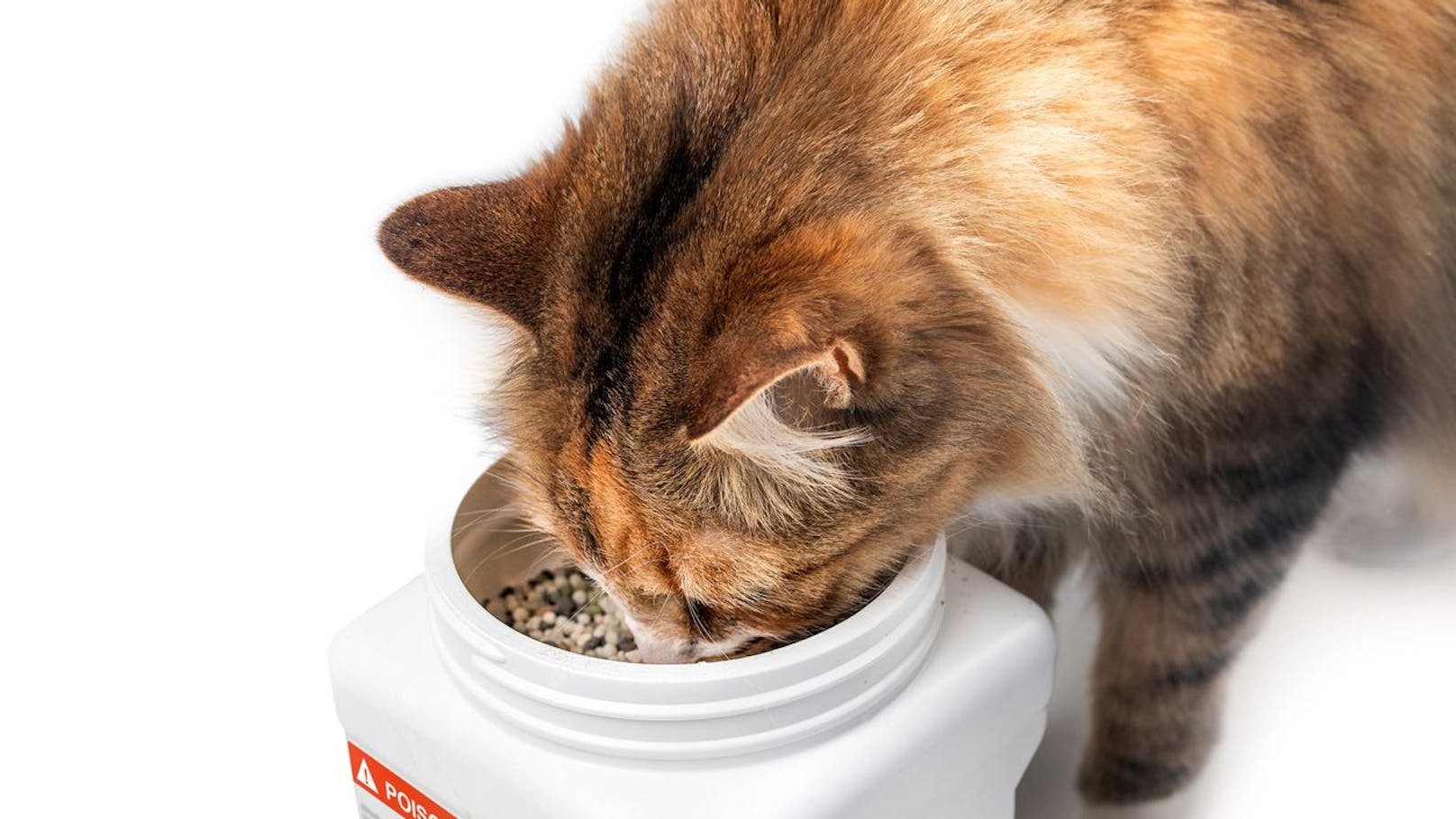 Katze vergiftet! Tierheim warnt vor neuartigem Gift