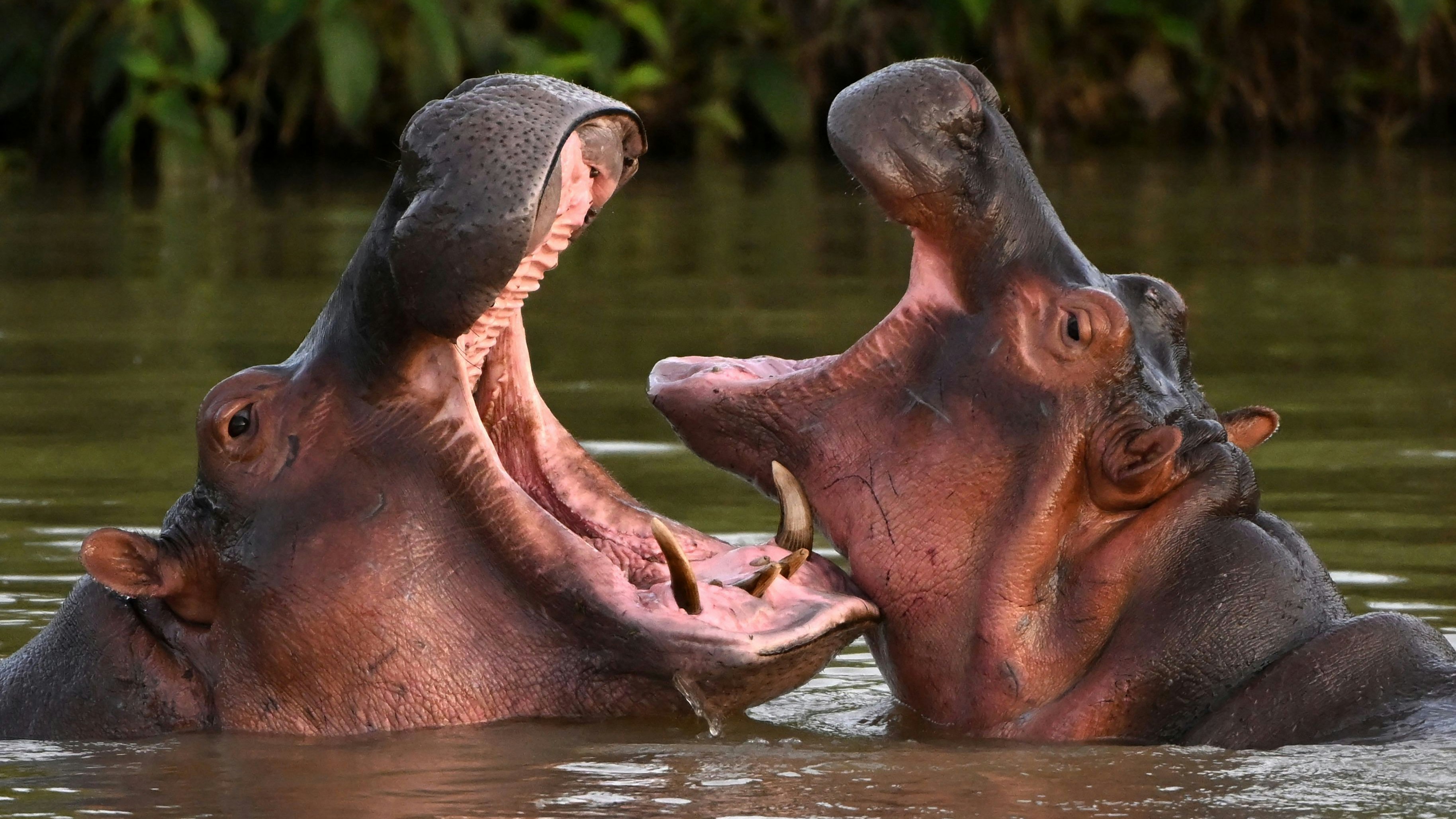 Pablo Escobar war in den 90er-Jahren einer der meistgesuchten Männer der Welt. Für seinen privaten Zoo importierte er Nilpferde aus Afrika.