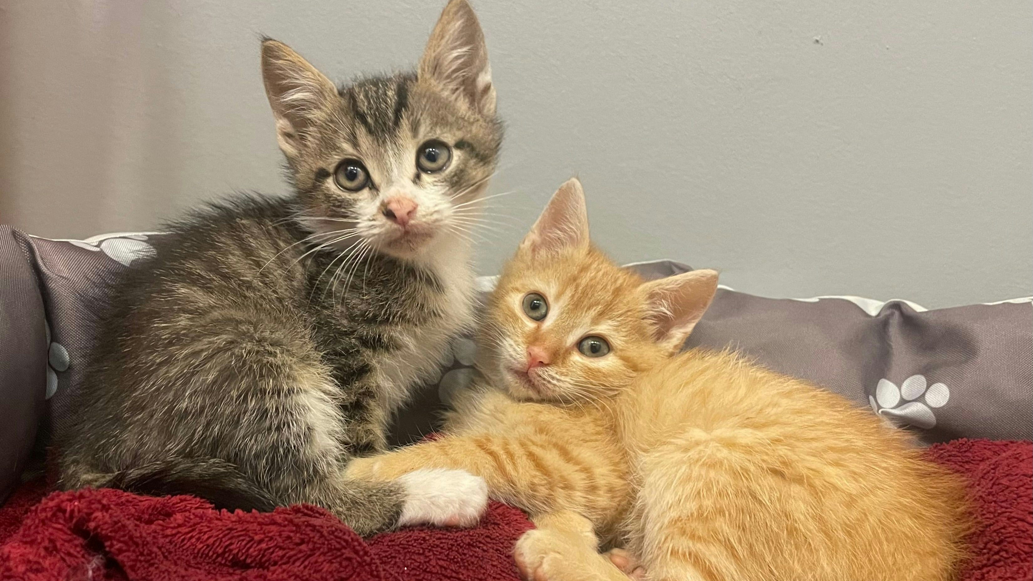 Zwei etwa acht Wochen alte Katzen wurden illegal im Internet zum Verkauf angeboten.