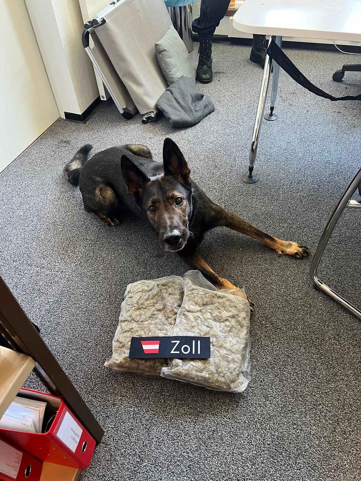 Spürnase Crack fand versteckte Drogen.