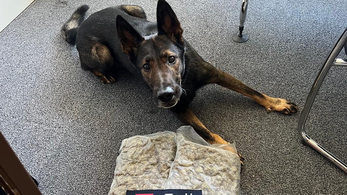 Spürnase Crack fand versteckte Drogen.