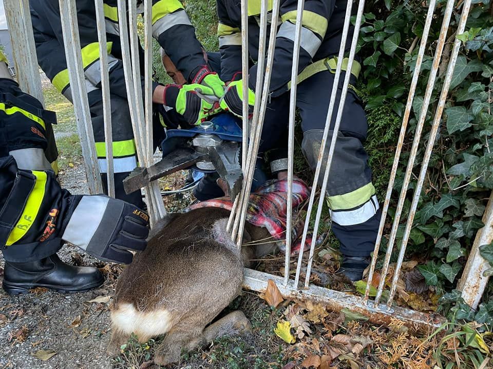Das Reh konnte glücklicherweise rechtzeitig gerettet werden.