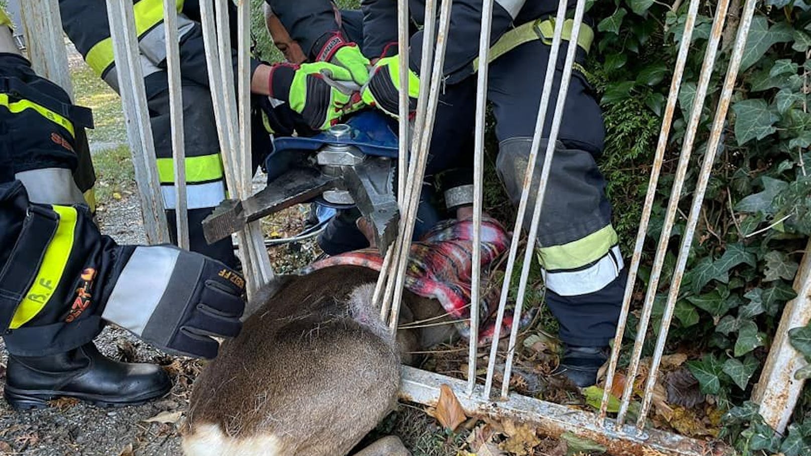 Feuerwehr rettete verängstigtes Reh aus Eisenzaun