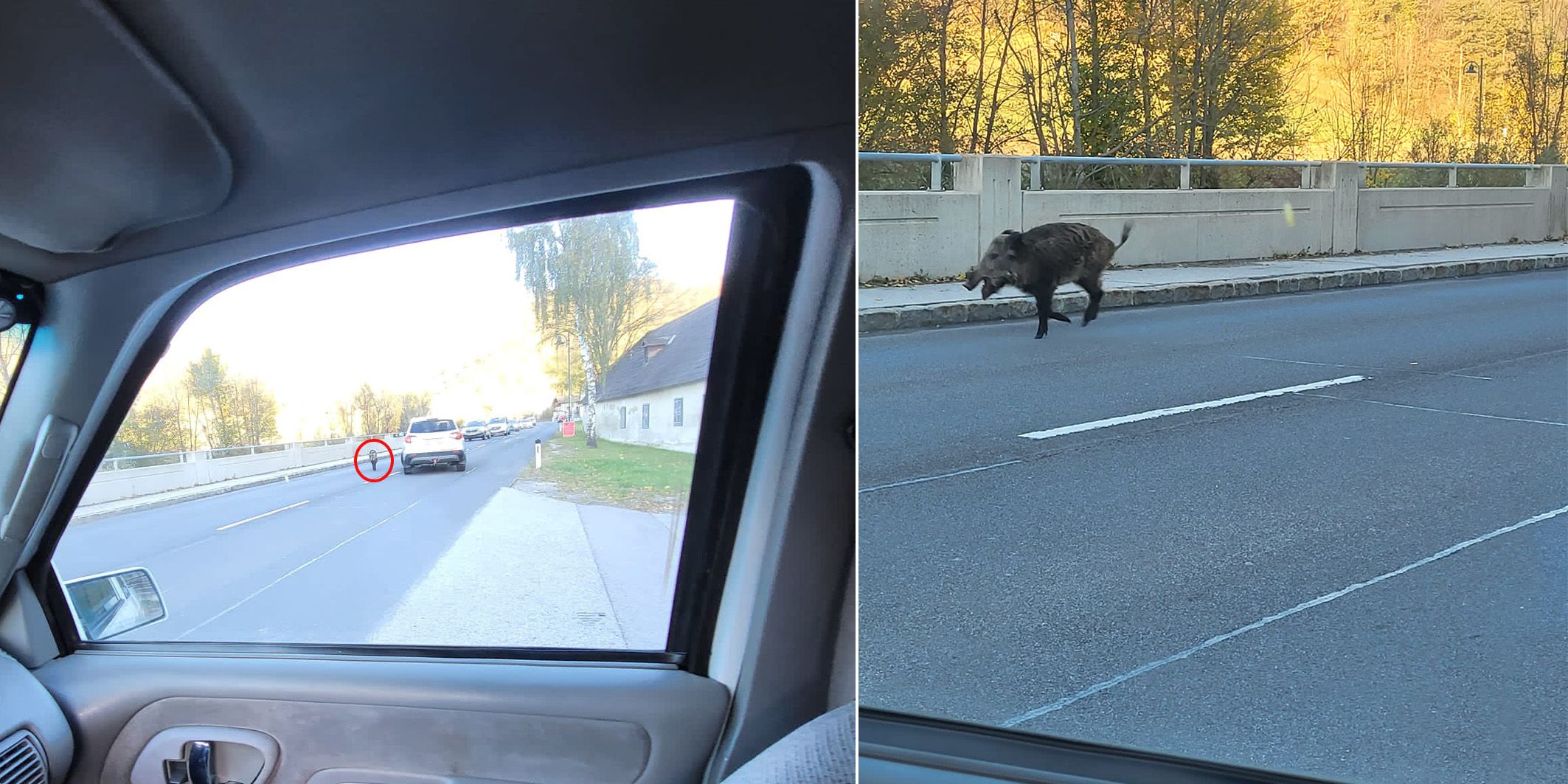 Damit hätte ein Niederösterreicher wohl nicht gerechnet: Ein Wildschwein lief Montagmorgen die Hainfelder Straße entlang.