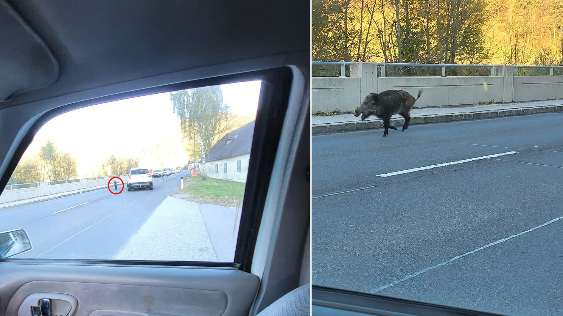 Für einen Niederösterreicher erwies sich eine Autofahrt am Montagnachmittag für äußerst aufregend.
