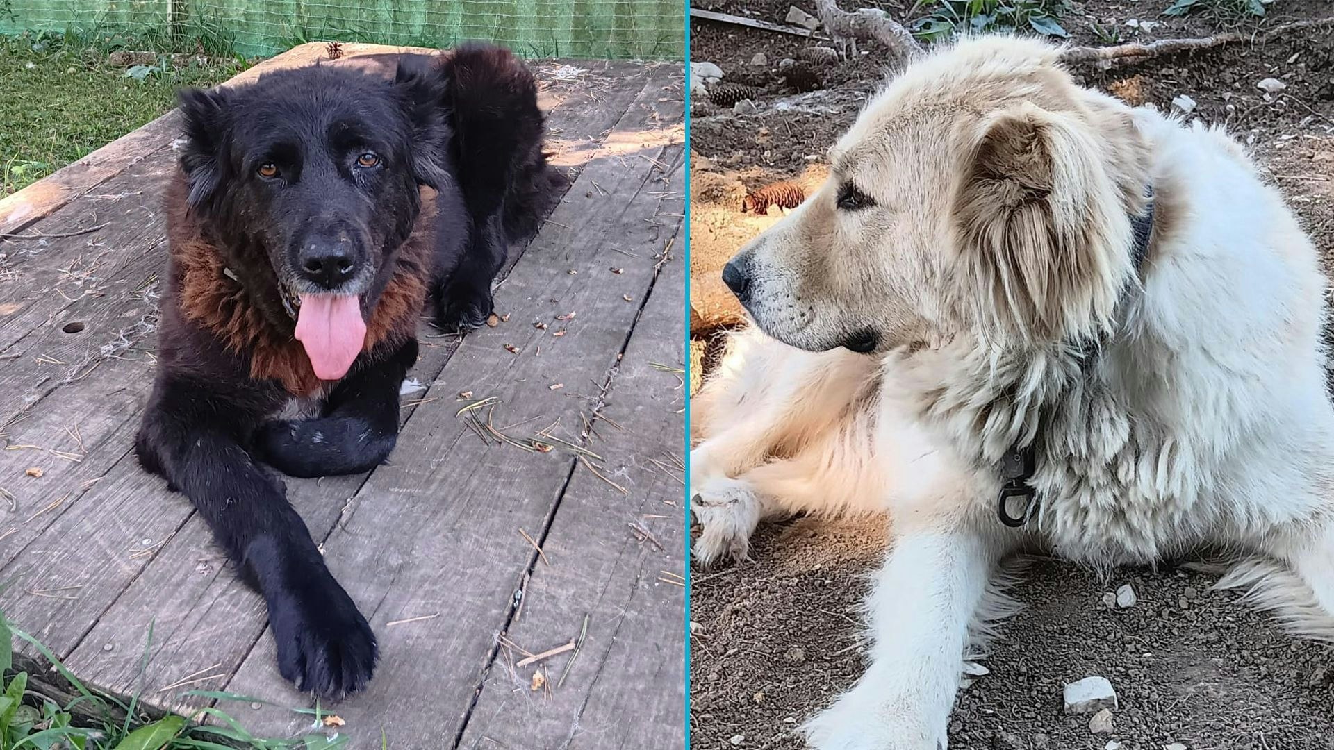 Die zwei betagten Herdenschutzmischlingsdamen möchten einfach nur liebgehabt werden. 